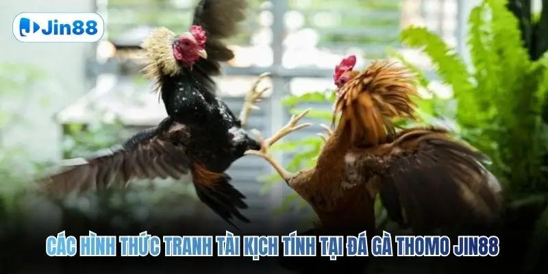 Đá Gà Thomo JIN88 – Quy Tụ 10+ Trận Đấu Mỗi Ngày - hình ảnh - jin88.us.cc Đá Gà Thomo JIN88 – Quy Tụ 10+ Trận Đấu Mỗi Ngày - hình ảnh - jin88.us.cc