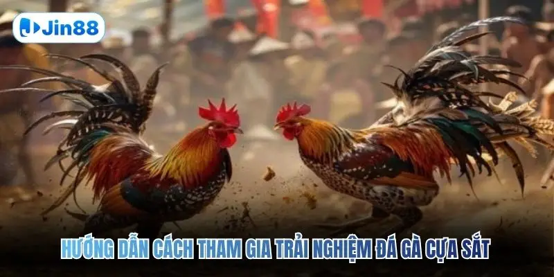 Đá Gà Cựa Sắt JIN88 – Đấu Trường Chân Thực Top 1 2026 - hình ảnh - jin88.us.cc