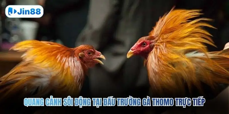 Đá Gà Thomo JIN88 – Quy Tụ 10+ Trận Đấu Mỗi Ngày - hình ảnh - jin88.us.cc Đá Gà Thomo JIN88 – Quy Tụ 10+ Trận Đấu Mỗi Ngày - hình ảnh - jin88.us.cc